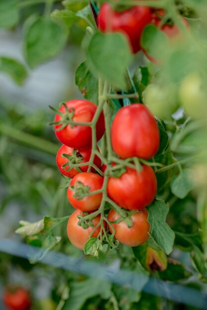 Rijpe rood geel groene tomaten in de tuin biologische landbouw