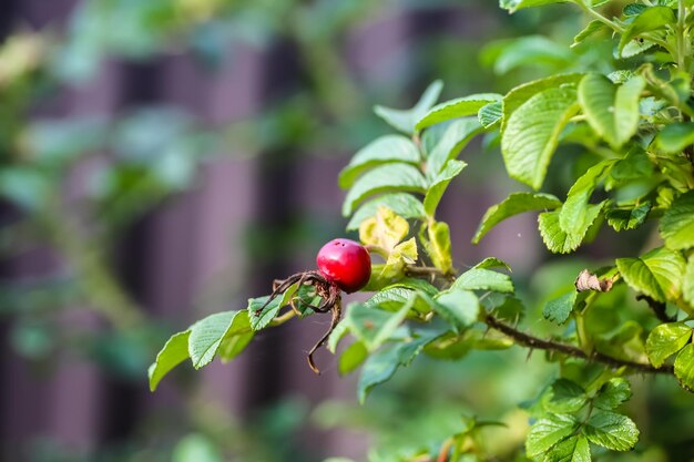 Rijpe rozenbottels groeien op een tak in de tuin