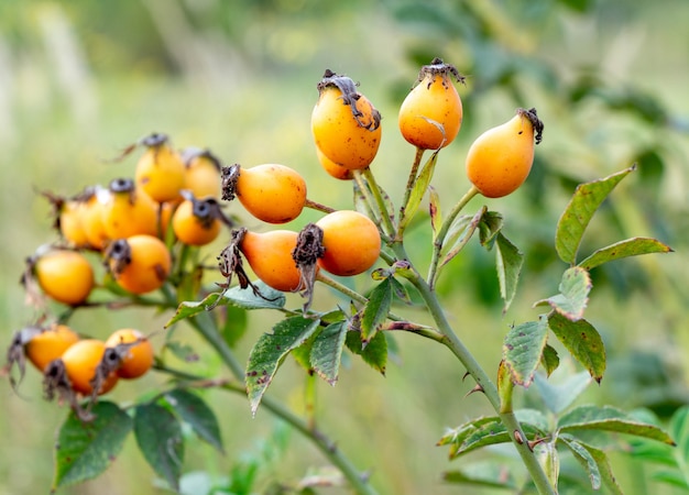 Rijpe rozenbottels. Medicinale plant.