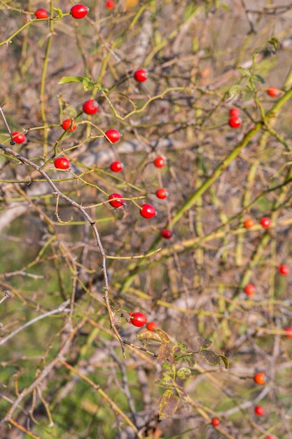 Rijpe rozenbottels op de takken van een struikclose-up in de late herfst