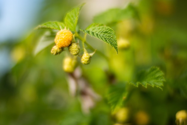 Rijpe sappige frambozen Tuin fruitstruik Prachtig natuurlijk landelijk landschap met sterke onscherpe achtergrond