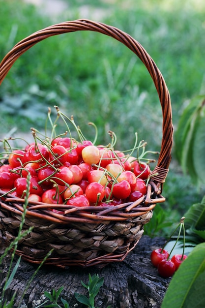 Rijpe sappige kersen in een mand in de tuin