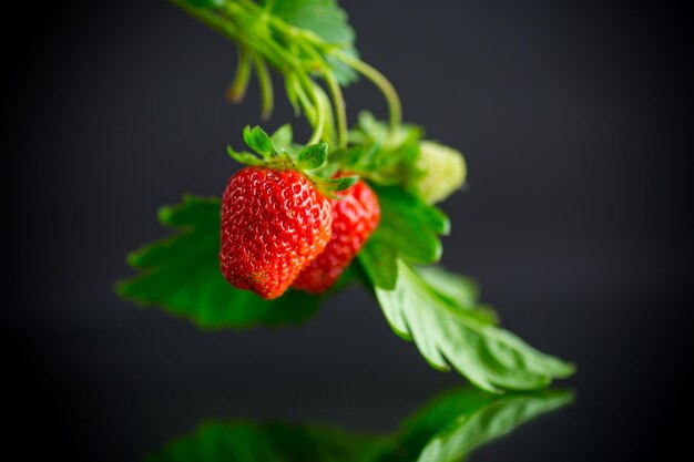 Rijpe sappige rode aardbei op zwarte achtergrond