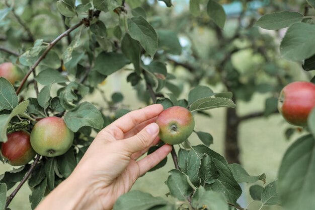 Rijpe, sappige, zoete appels aan de takken. Oogsten, tuinieren