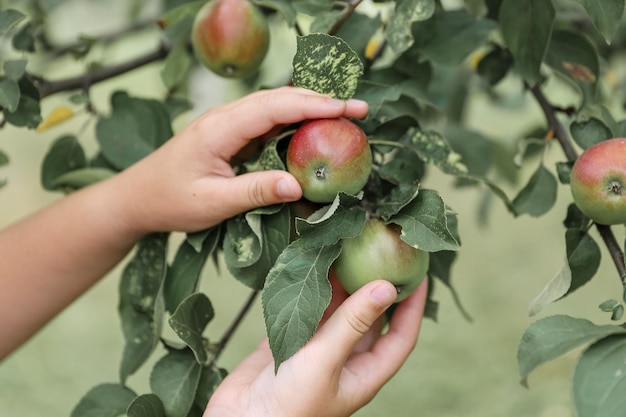 Rijpe, sappige, zoete appels aan de takken. Oogsten, tuinieren