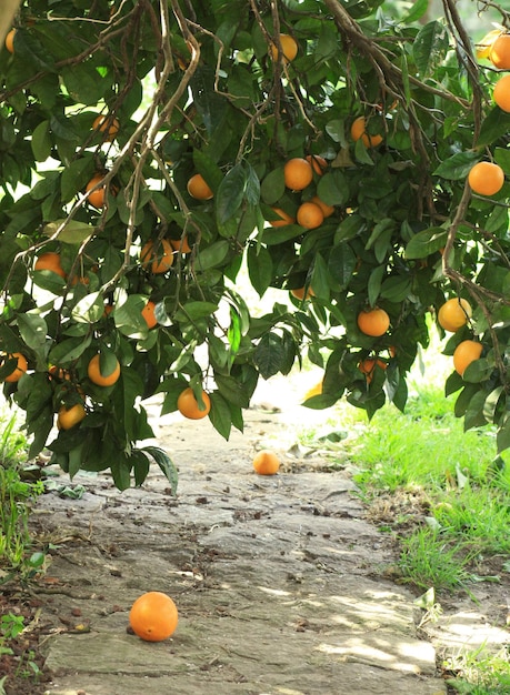 Rijpe sinaasappel op een boom