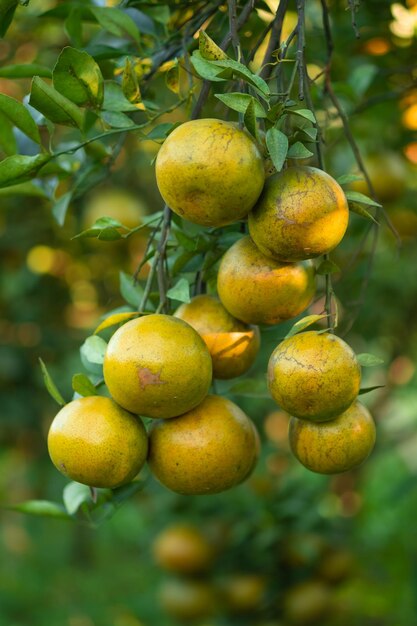 Rijpe sinaasappels op takken hebben groene bladeren Sinaasappel in boerderij