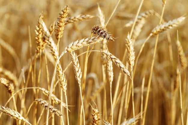 Rijpe tarwe in een landbouwgebied