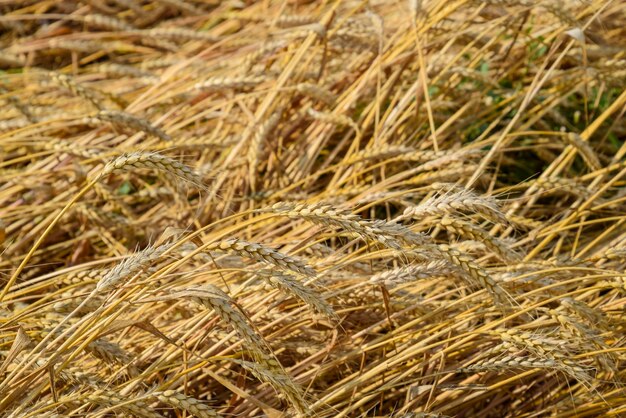 Rijpe tarwe op het veld Aartjes van tarwe Oogst van graan