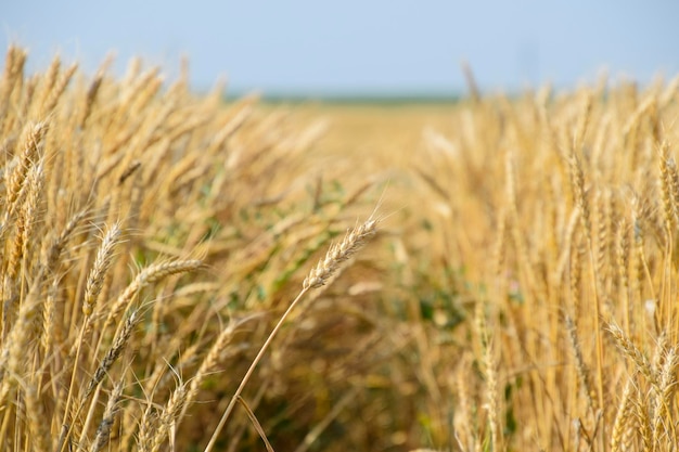 Rijpe tarwe op het veld Spikelets van tarwe Oogst van graan Het pad tussen de spikelets van tarwe