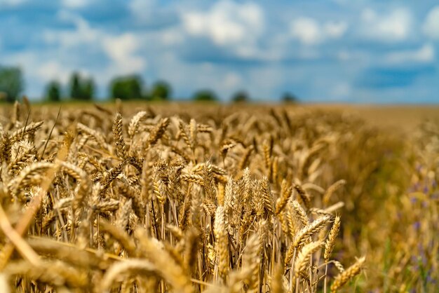 Rijpe tarwe tegen mooie lucht met wolken Gouden tarwe Selectieve aandacht Close-up