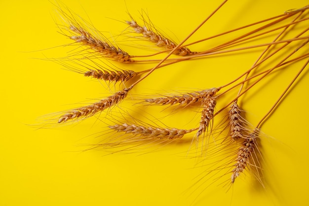 Rijpe tarweaartjes over gele papieren achtergrond.