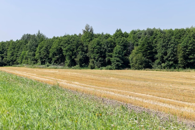 Rijpe tarweoogst in de zomer