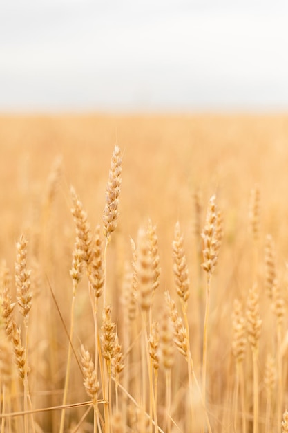 Foto rijpe tarweoren in een tarweveld