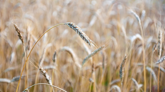 rijpe tarweoren in het veld zijn gevuld met zonlicht en warmte