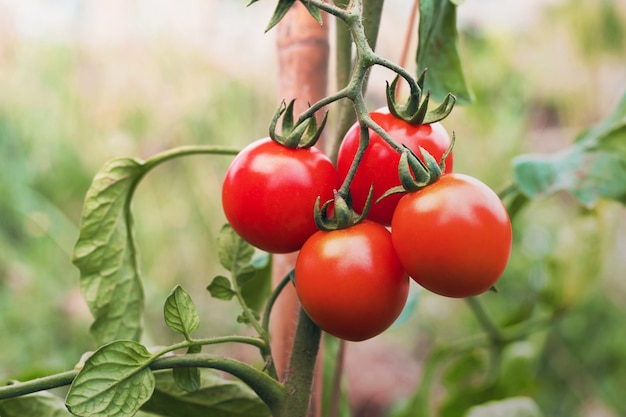 Rijpe tomaat in de tuin