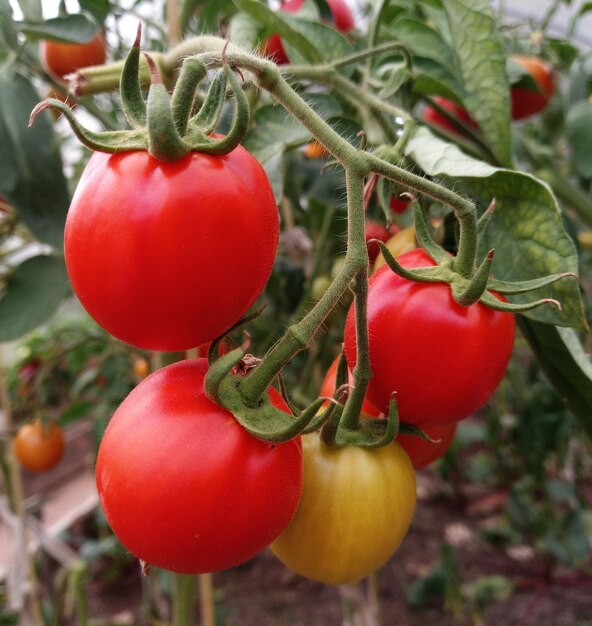 Rijpe tomaten bos. Biologische groenten in kas. Oogst tijd.