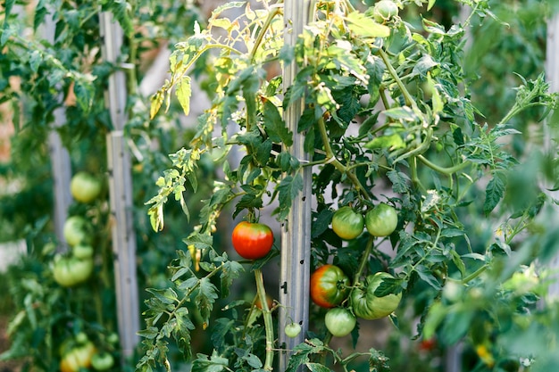 Rijpe tomaten groeien aan groene takken