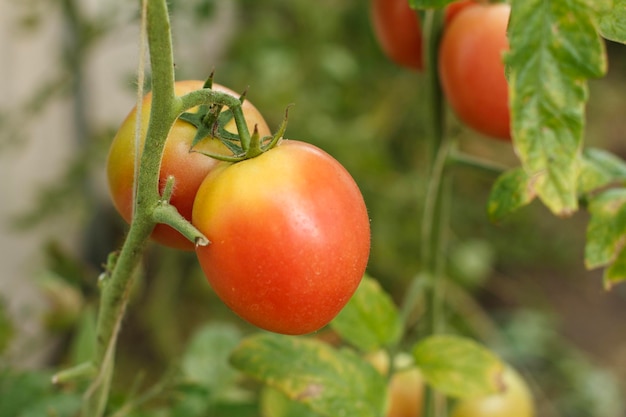 Rijpe tomaten groeien op struiken in de tuin