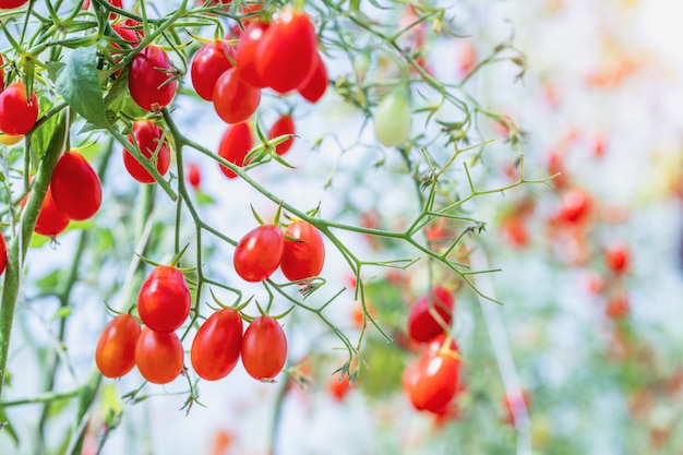 Foto rijpe tomaten in een agrarische boerderij