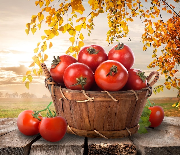 Rijpe tomaten in een mand op een aardachtergrond