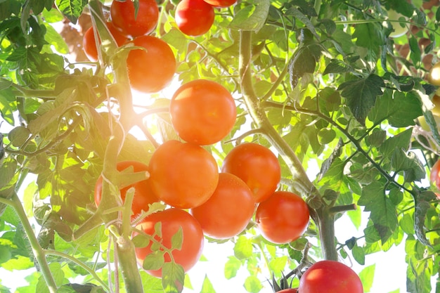 Rijpe tomaten natuurlijk