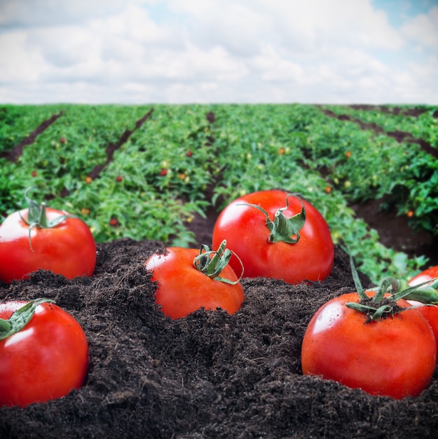 Rijpe tomaten ter plaatse tegen een veld