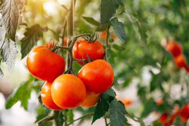 Rijpe tomatenplant die groeit in een broeikasbos van felrode natuurlijke tomaten op boomtak in biologische groente