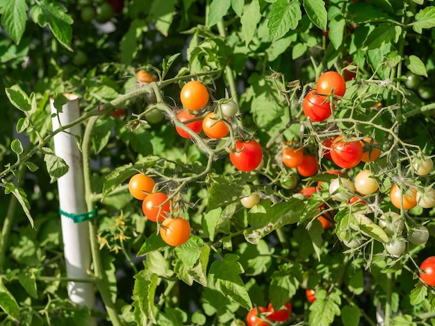 Rijpe tomatenplant groeit verse bos rode natuurlijke tomaten op een tak in biologische moestuin