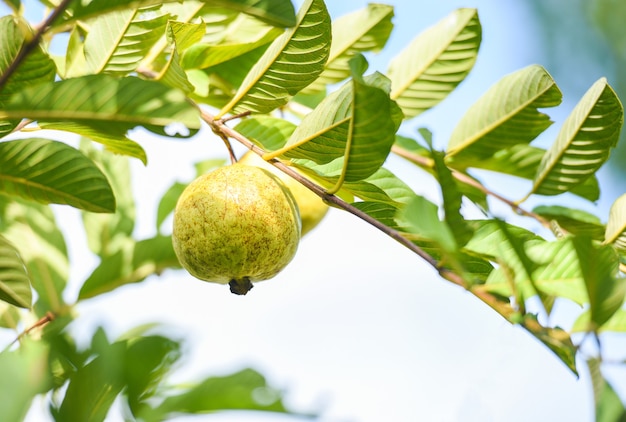 Rijpe tropische fruitguave op guaveboom