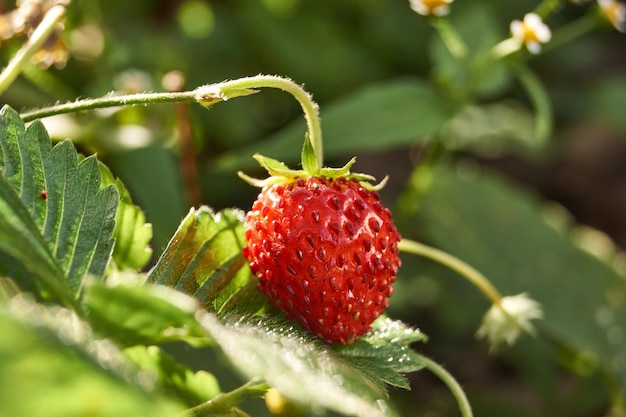 Rijpe tuinaardbeien in de tuin van een landhuis.