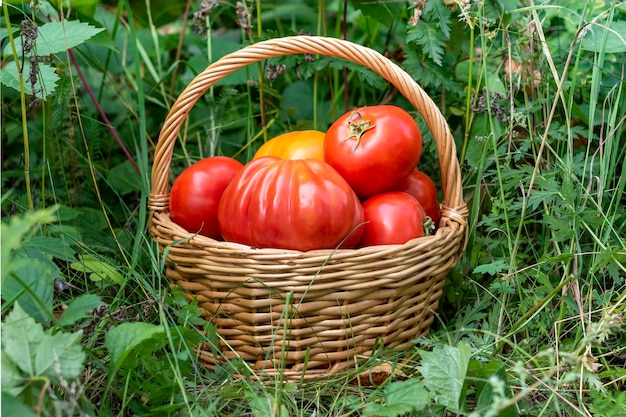 Rijpe verse tomaten maken deel uit van het basketeco food home gardening-concept