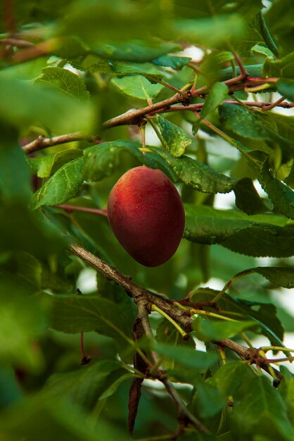 Rijpe violette pruim die tussen groene boomtakken in de tuin hangt