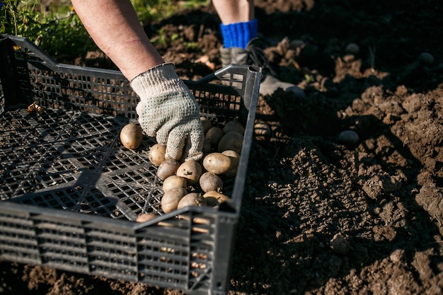 Rijpe vrouw die aardappels in haar tuin plant