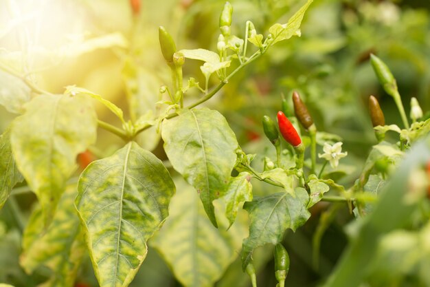 Rijpe, warme chili pepers op een plant