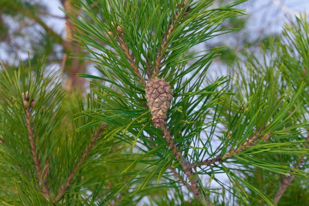 Foto rijpe zaadkegels van scotch pine zijn bruin met felgroene naalden