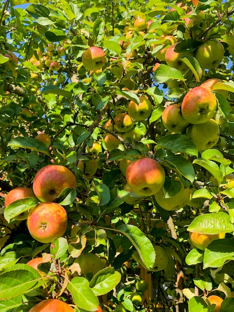 Rijpe zoete sappige vruchten van appelbomen.