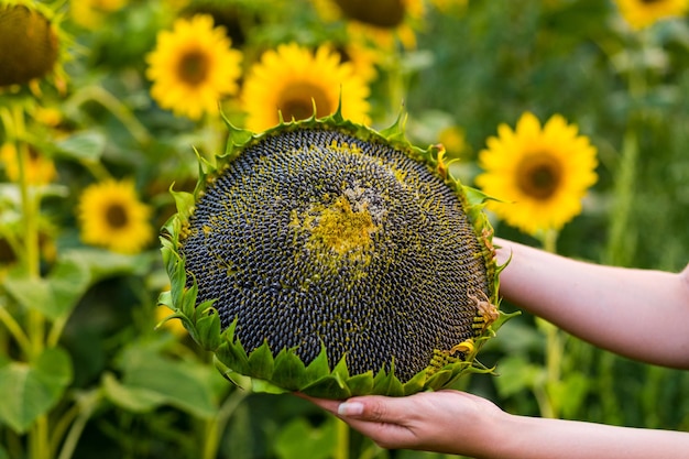 Rijpe zonnebloem in de handen van mooie girlfield van bloeiende zonnebloemen op een achtergrond sunsetsummer landscapeAchtergrond van rijpe zaden in een zonnebloemZonnebloemoogst