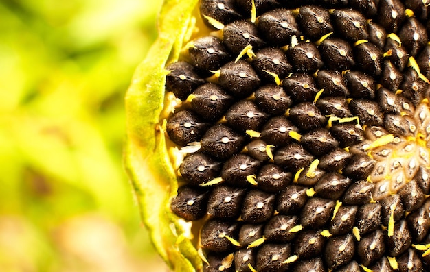 rijpe zonnebloem kan worden gegeten