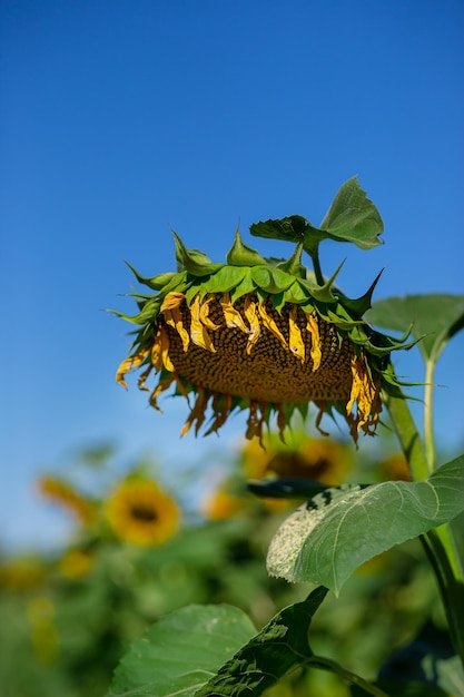Rijpe zonnebloemen Gele zonnebloem veld close-up foto onder blauwe hemel