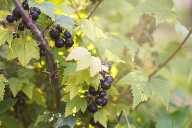 Rijpe zwarte bes op een tak in de tuin