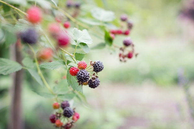 Rijpe zwarte BlackBerry op de struiken close-up, oogsten