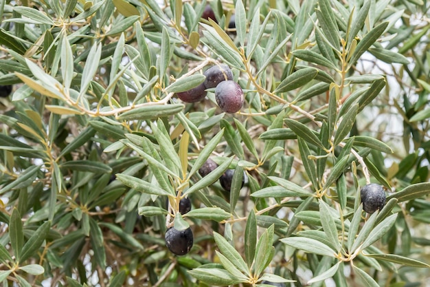 Rijpe zwarte olijven aan de boom