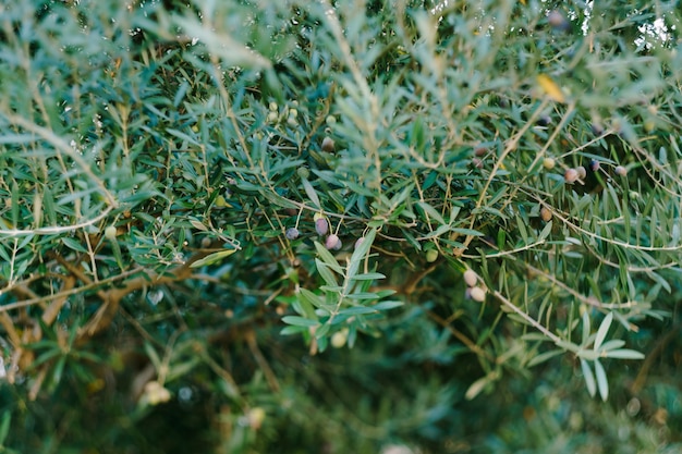 Rijpe zwarte olijven aan de takken van de boom