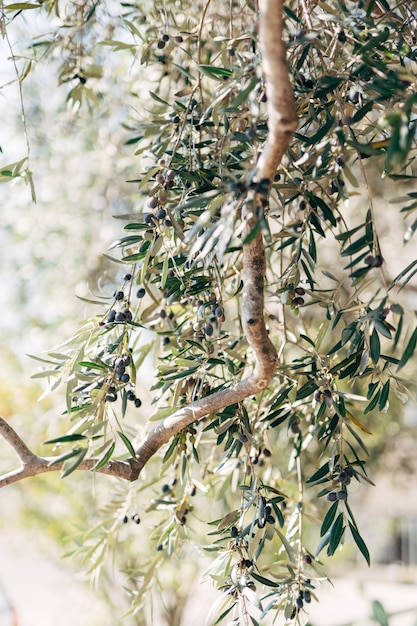 Rijpe zwarte olijven aan de takken van de boom