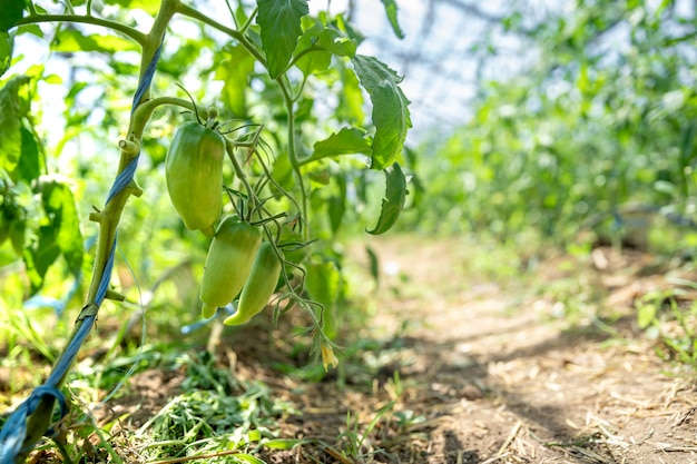 Rijpen in de zon paprika's op een biologische boerderij, gezonde voeding, boerderijproducten. kopieer ruimte