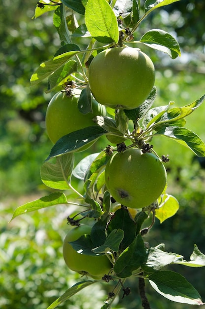 Rijpende appelvruchten