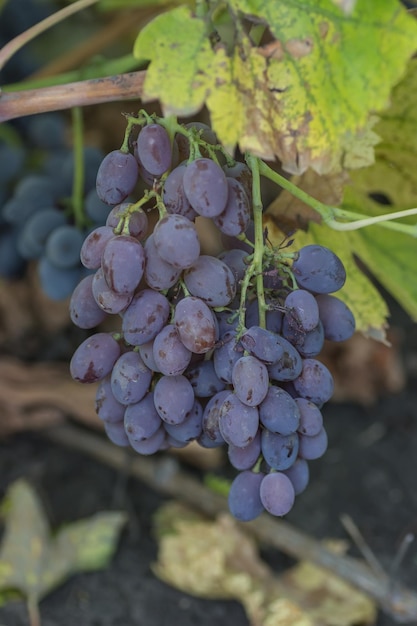 Rijpende druiventrossen aan de wijnstok