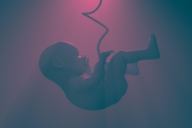 Rijpende foetus met navelstreng Thema's van leven en voortplanting 3d illustratie