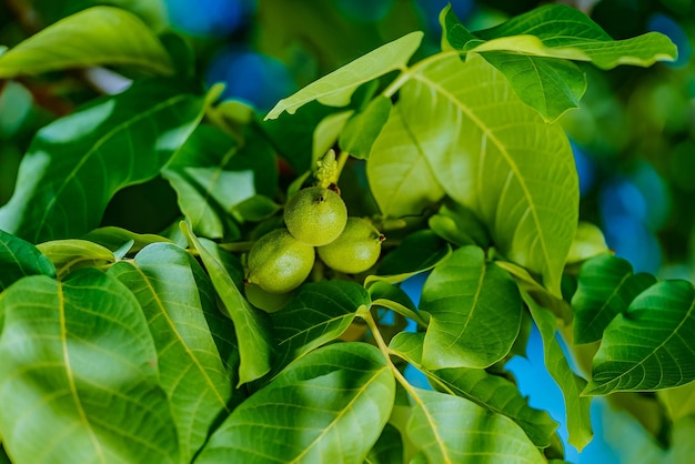 Rijpende groene walnoten op boom Walnootboom Close up